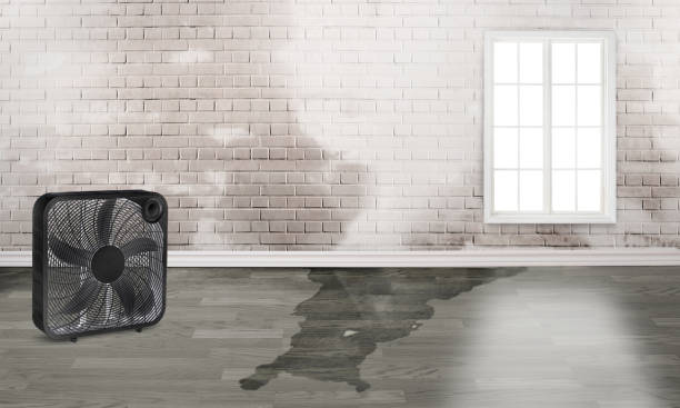 Best Water damage restoration near me  in Mount Pleasant, UT
